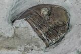 Greenops Trilobite - Arkona, Ontario #164404-5